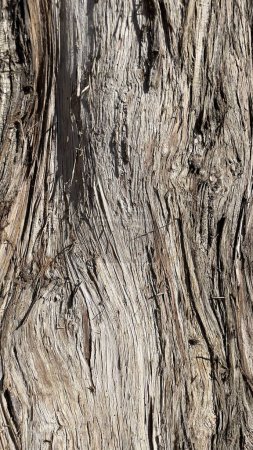 Téléchargez les photos : Gros plan sec gros teck écorce d'arbre texture. - en image libre de droit