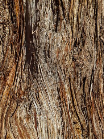 Téléchargez les photos : Gros plan sec gros teck écorce d'arbre texture. - en image libre de droit