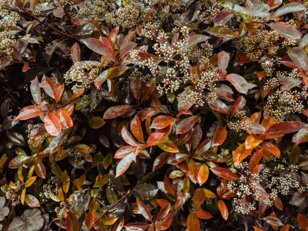 Téléchargez les photos : Chèvrefeuille fleurie aux feuilles rouges - en image libre de droit