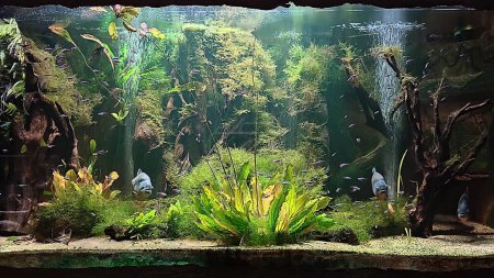 Téléchargez les photos : Aquarium en surbrillance avec plantes et poissons - en image libre de droit