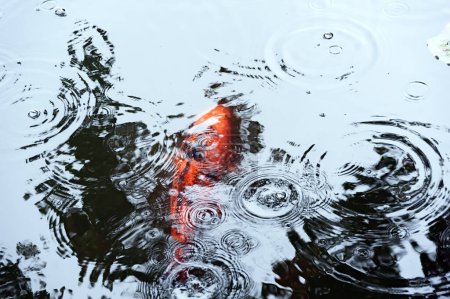 Téléchargez les photos : Ondulations dans l'étang quand il pleut avec des reflets d'arbres et de carpes japonaises vus à travers - en image libre de droit