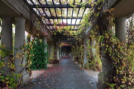 Téléchargez les photos : Passerelle de colonnade avec colonnes de lierre et feuilles tombées près de Centennial Hall à Wroclaw, Pologne - en image libre de droit