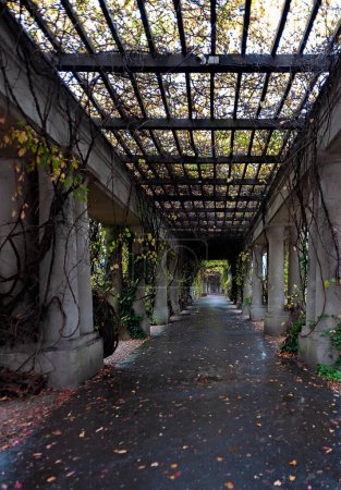Colonnade walkway with ivy columns and fallen leaves