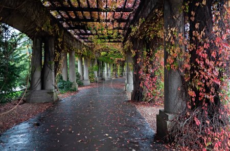 Colonnade walkway with ivy columns and fallen leaves near Centennial Hall in Wroclaw, Poland