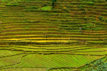 Photo for Rice field terraces in Sapa, Vietnam, Asia - Royalty Free Image