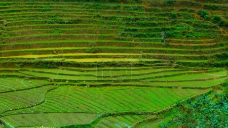 Photo for Rice field terraces in Sapa, Vietnam, South East Asia - Royalty Free Image