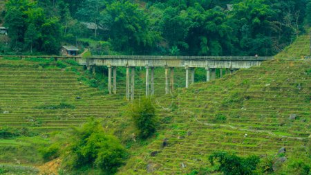 Photo for Rice field terraces in Sapa, Vietnam - Royalty Free Image