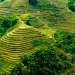 Rice field terraces in Sapa, Vietnam