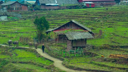 Photo for Daily life of Farmer at the rice terraces Vietnam - Royalty Free Image