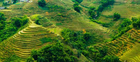 Photo for The Rice field terraces in Sapa, Vietnam - Royalty Free Image
