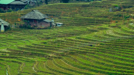 Photo for Landscape terraced rice field near Sapa, Vietnam - Royalty Free Image