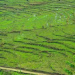 Sapa rice field terraces, Vietnam