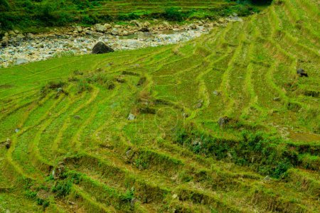 Photo for Rice field terraces in Sapa,  Vietnam - Royalty Free Image