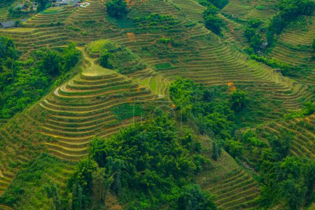 Photo for Rice field terraces in Sapa, Vietnam - Royalty Free Image