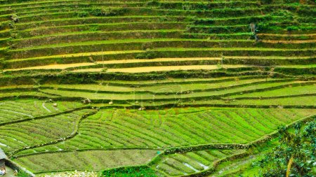 Photo for Rice field terraces in Sapa, North Vietnam - Royalty Free Image