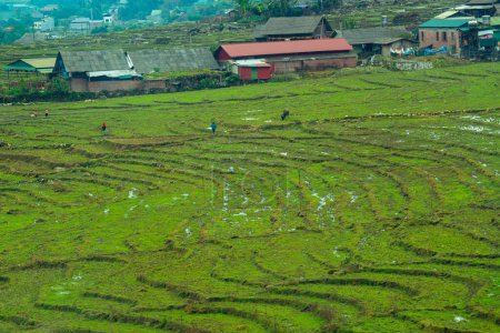 Photo for Sapa rice field terraces, Vietnam - Royalty Free Image