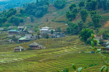 Photo for Landscape rice field terraces in Sapa, north Vietnam - Royalty Free Image