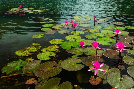 Photo for Lotus pond at Trang An - Royalty Free Image