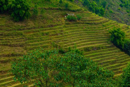 Photo for Rice field terraces in Sapa, North Vietnam - Royalty Free Image