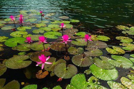 Photo for Lotus pond at Trang An - Royalty Free Image