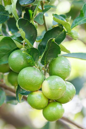 Téléchargez les photos : Citrons mûrs accrochés à l'arbre - en image libre de droit
