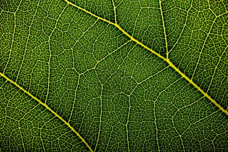 Photo for Green leaves texture for background - Royalty Free Image