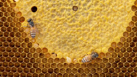 Honey bees store nectar on honeycombs