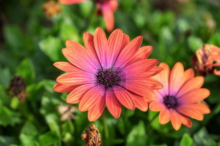Foto de Osteospermum colorido en el jardín. Primer plano. - Imagen libre de derechos
