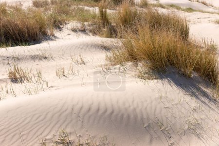 Sand dunes in spring. Noordwijk, Netherlands
