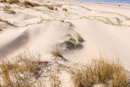 Photo for Sand dunes in spring. Noordwijk, Netherlands - Royalty Free Image
