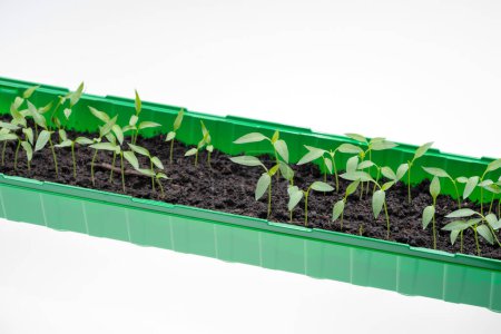 Photo for Tiny young tomato plants in the plastic container. Springtime - Royalty Free Image