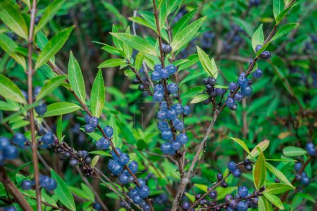 Photo for Deep glossy poisonous blue berriesberries in autumn - Royalty Free Image