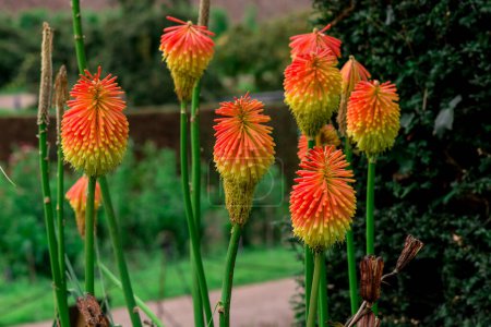 Photo for Torch Lily - Kniphophia Uvaria - Red Hot Poker - Royalty Free Image