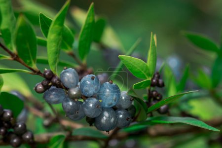 Photo for Deep glossy poisonous blue berriesberries in autumn - Royalty Free Image