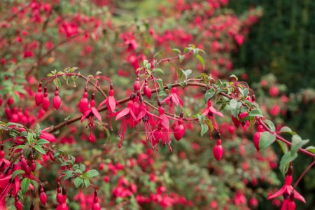 Téléchargez les photos : Fuchsias Fleurs suspendues roses et violettes - en image libre de droit