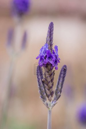 Lavender growing in summer garden closeup