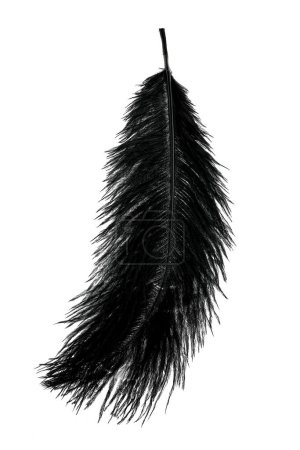 abstract black feathers on white background texture 