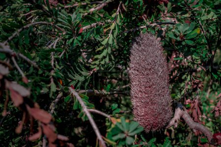 Téléchargez les photos : Gros plan sur une belle fleur d'eucalyptus aux feuilles - en image libre de droit