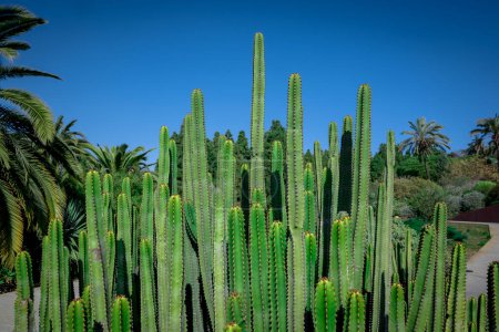 Euphorbia Canariensis - isla canaria típica de cactus
