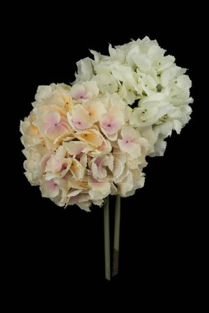 Foto de Flores artificiales blancas sobre un fondo negro - Imagen libre de derechos