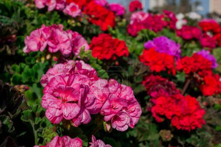 Téléchargez les photos : Des tas de géraniums pour un beau fond floral - en image libre de droit