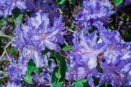 Photo for Closeup of rhododendron flowers in the park - Royalty Free Image