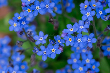 Myosotis alpestris - beautiful small blue flowers - forget me no