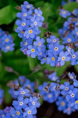 Téléchargez les photos : Myosotis alpestris - belles petites fleurs bleues - oubliez-moi non - en image libre de droit