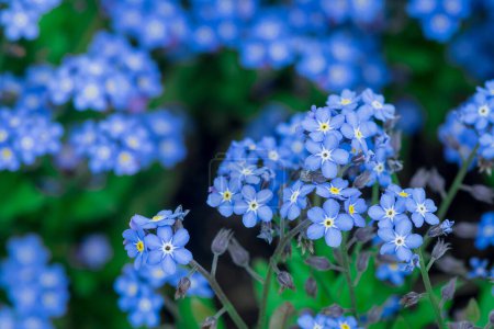 Photo for Myosotis alpestris - beautiful small blue flowers - forget me no - Royalty Free Image