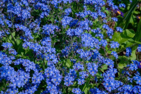 Téléchargez les photos : Myosotis alpestris - belles petites fleurs bleues - oubliez-moi pas - en image libre de droit