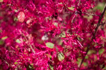 Foto de Flor flecos chinos rosados sangría chispeante, bajo el sol - Imagen libre de derechos