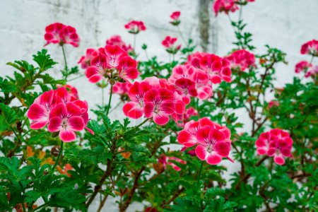 Téléchargez les photos : Fleurs de géranium rose poussant dans un panier suspendu - en image libre de droit