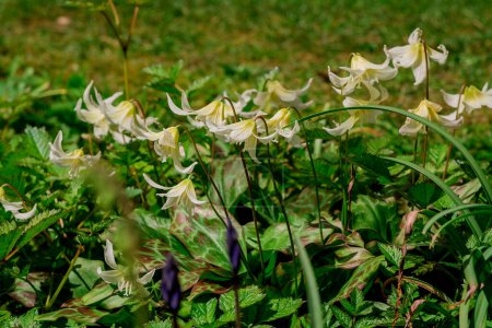 Photo for Spring wild flower Erythronium close-up - Royalty Free Image