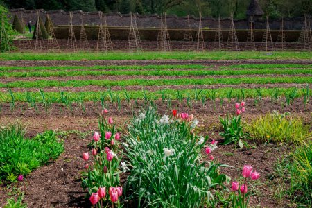Téléchargez les photos : Traditionnel Un jardin anglais au printemps - en image libre de droit